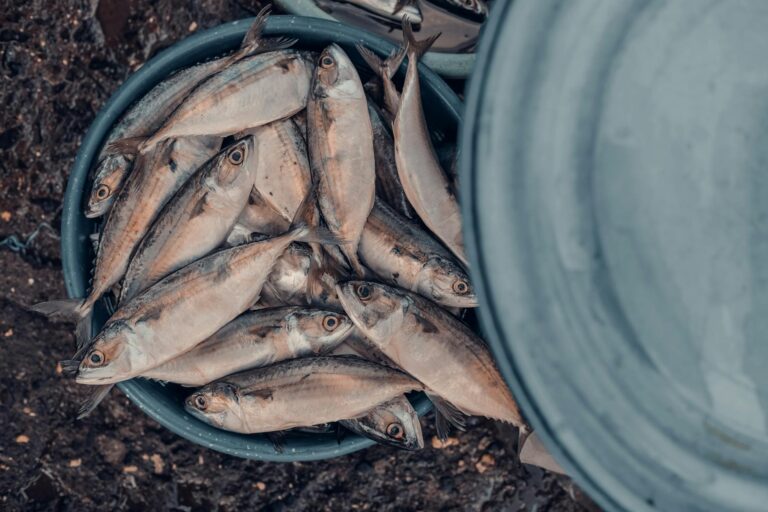 A bucket full of freshly caught fish ready for sale at the market.