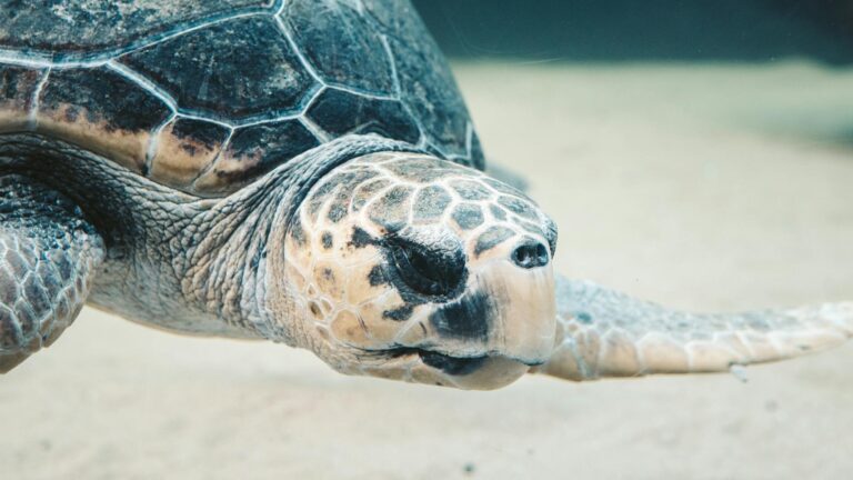 Detailed close-up of a sea turtle swimming underwater in a tropical setting.