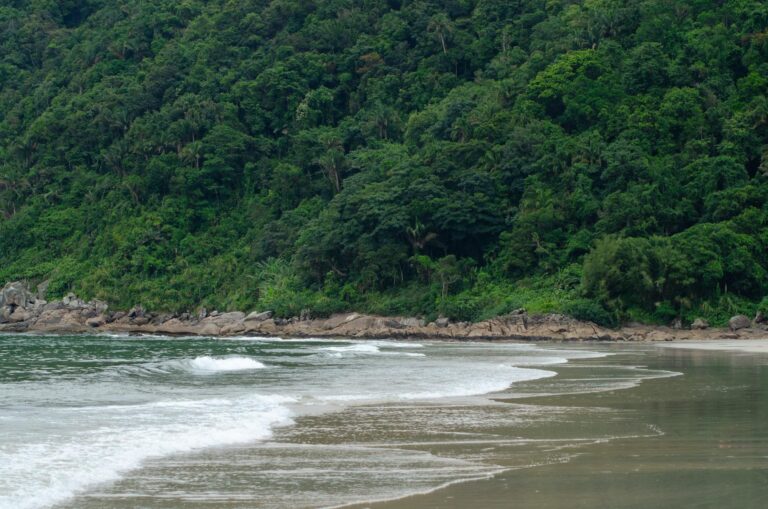 A tranquil beach scene with lush green forest in Guarujá, São Paulo, Brazil.