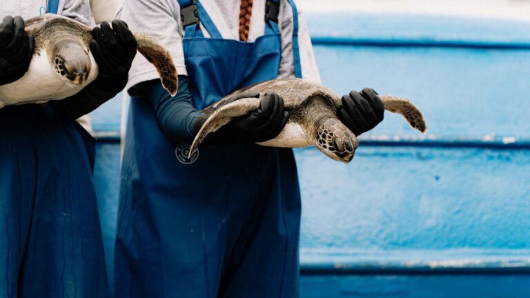 Two marine conservationists gently hold sea turtles as part of a rehabilitation project.
