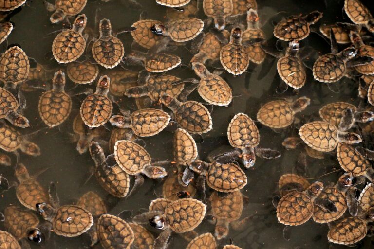 Cluster of baby sea turtles swimming in water, showcasing nature's beauty.