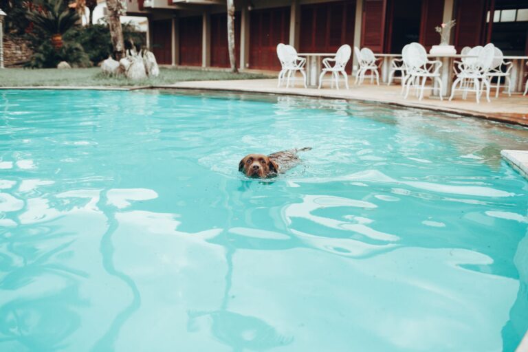 Cute brown Labrador Retriever swimming in pool with blue water located in garden near country house on summer day