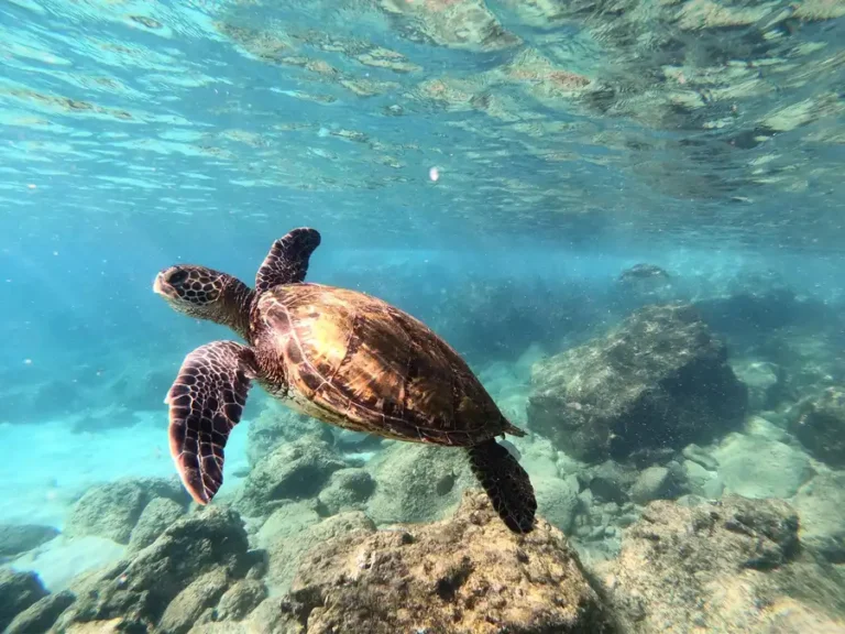 Explore the vibrant underwater world of Hawaii with this captivating image of a sea turtle gracefully swimming among coral reefs.