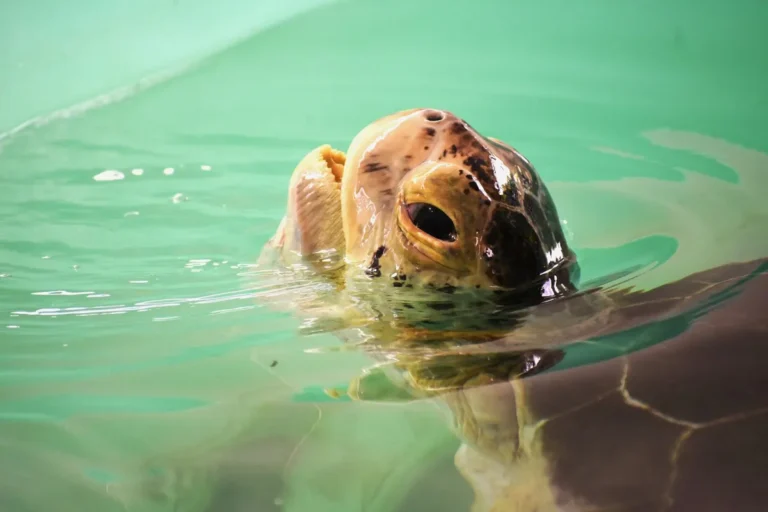 Close-up of a sea turtle peeking above the water surface in a pool.