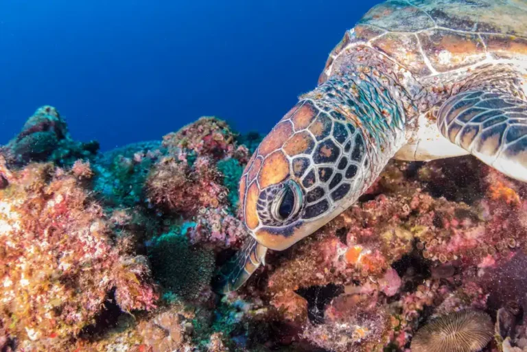 Close-up of a sea turtle swimming over vibrant coral reef, showcasing marine wildlife in tropical waters.