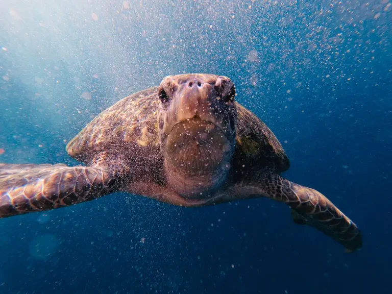 Captivating image of a sea turtle swimming underwater captured in Thailand's crystal-clear waters.