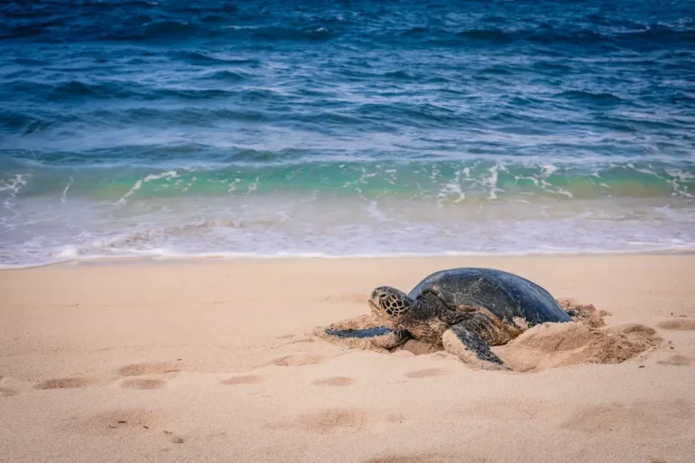 Uma Tartaruga Marinha Esta Deitada Na Praia IwUTrF9M3EM
