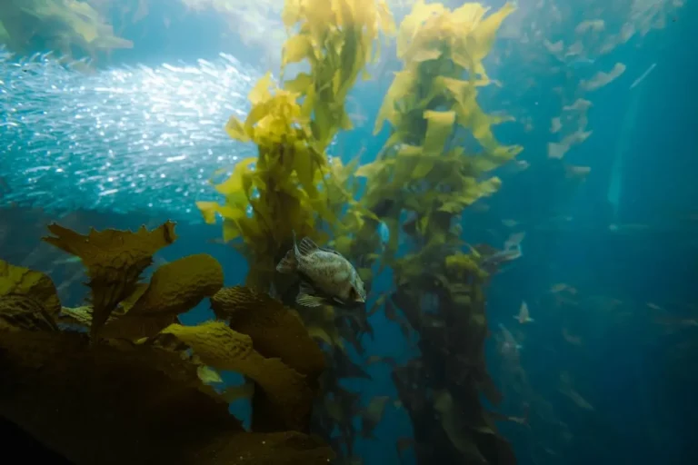 Qual a importância das algas para o ecossistema marinho?