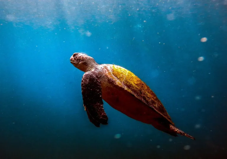 A majestic sea turtle glides gracefully underwater in Arraial do Cabo, Brazil.