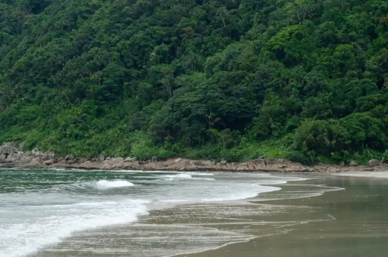 A tranquil beach scene with lush green forest in Guarujá, São Paulo, Brazil.