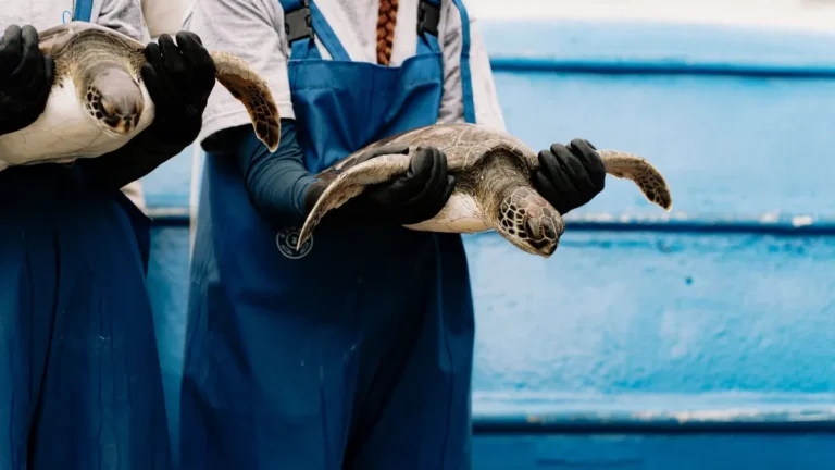 Two marine conservationists gently hold sea turtles as part of a rehabilitation project.