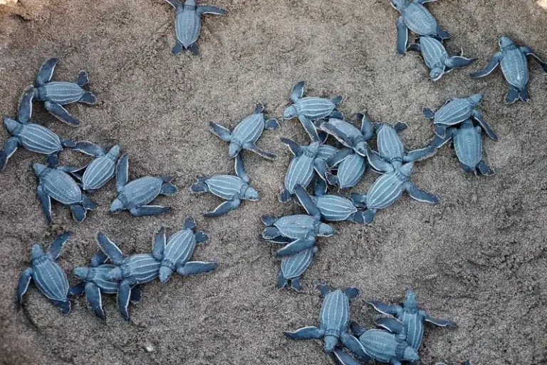 Newly hatched leatherback turtles crawling on the sand in Puerto Rico.